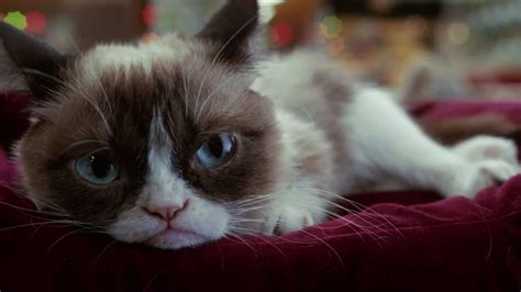 Grumpy Cats Worst Christmas Ever Lifetime Movie With Aubrey Plaza Time