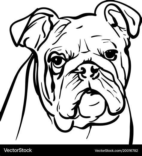 Dog Bulldog Outlines Royalty Free Vector Image