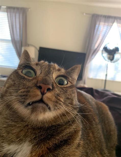 My Cats Face This Morning After Watching Me Have A Sneezing Fit Funny Cat Faces Cute Cat