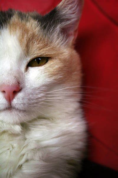 Likewise, if your cat begins losing hair in patches, clumps, or overall, it could be a sign of a greater health issue. Why Do Cats Lose Hair in Spots? - Pets