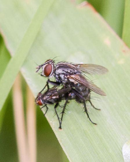 Fly Sex Bugguide
