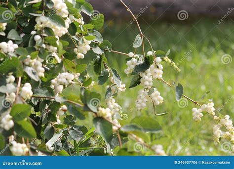 Common Snowberry Symphoricarpos Albus With White Berries Stock Photo