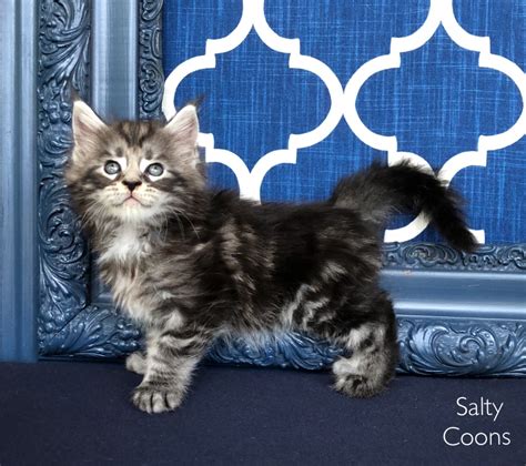 3 are red tabby and 1. Maine Coon Kittens for Sale in Tampa, Florida - Breeding ...