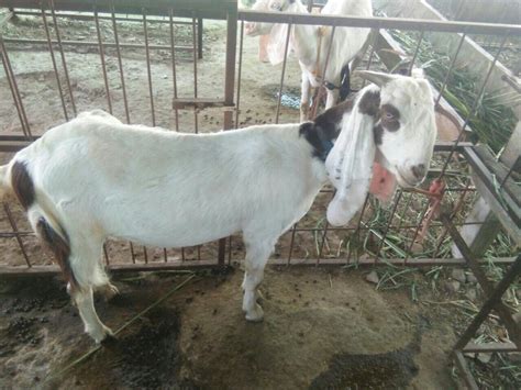 Both Hydrabadi Goats Female At Rs 600kilogram In Talegaon Dabhade Id 17552380697
