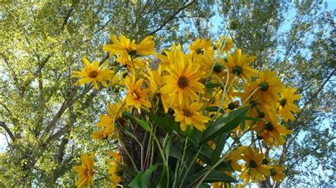 Scarica subito l'illustrazione vettoriale fiori primaverili gialli set botanico illustrazione vettoriale. papavero di campo: L'Helianthus tuberosus o il topinambur ...