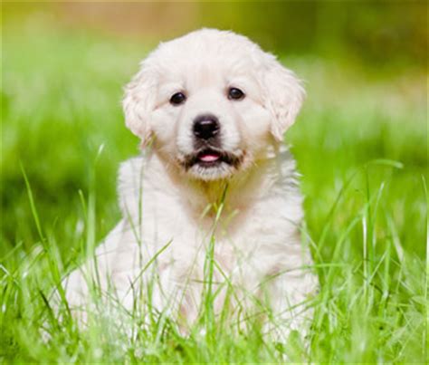 To help you learn what to expect as a new puppy owner, here is a comprehensive guide for new puppy care. Puppy Care Basics | How to Care for a New Puppy | Caring ...