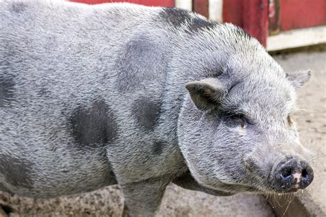 Pot Bellied Pig Potawatomi Zoo