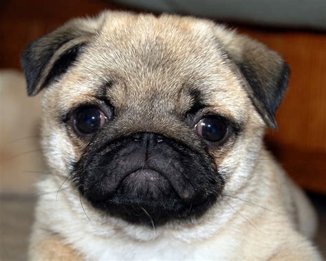 Free Download Pug Puppies Pug Puppies Pug Puppies Pictures 2430x1945