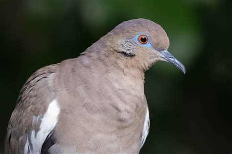 White Winged Dove In My Backyard Austin Texas Nature Photos