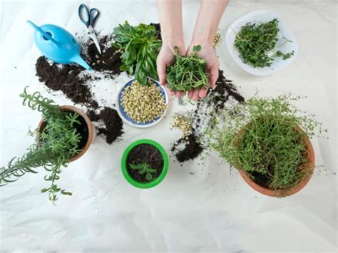 The Easiest Herbs And Vegetables To Grow Indoors