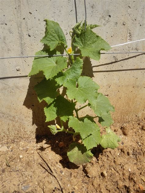 Cómo Sembrar Y Plantar Pepinos