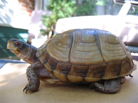 Filethree Toed Box Turtle Wikimedia Commons