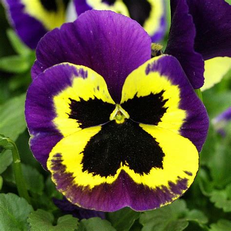 Yellow Pansy Purpleyellow Pansy Flickr Photo Sharing Pansies