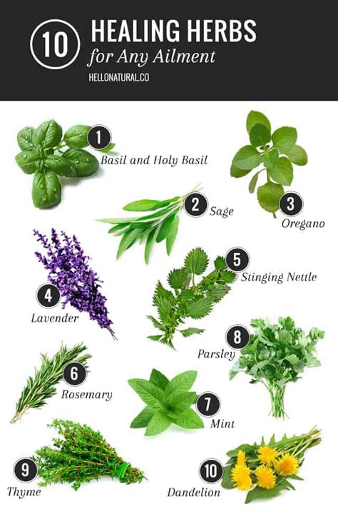 10 Healing Herbs List For Any Ailment