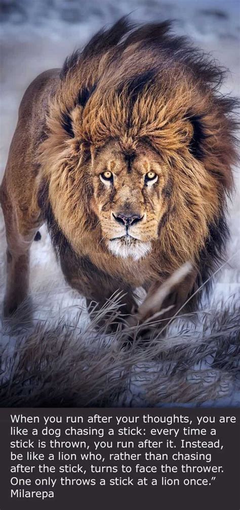 Lion Motivational Quotes Wallpaper Best Quotes For Life