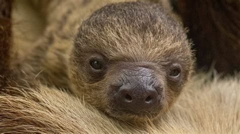 Can I See The Baby Sloth At The Brevard Zoo