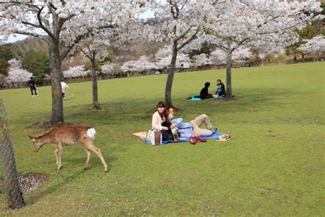 Plan Your Japan Bucket List Cherish The Cherry Blossoms In Bloom