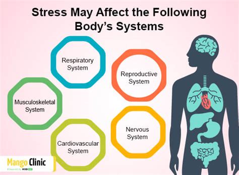 Long Term Effects Of Stress On The Body Mango Clinic