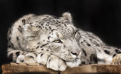 Adopt a Snow Leopard Today | The Big Cat Sanctuary