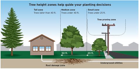 Planting The Right Tree In The Right Place Is Your Key To A Safe Arbor