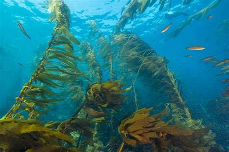 Kelp Forests Channel Islands National Park Us National Park Service