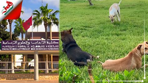 تزامنا وفترة الامتحانات كلاب ضالة تغزو رحاب كلية الآداب بأكادير فيديو العمق المغربي