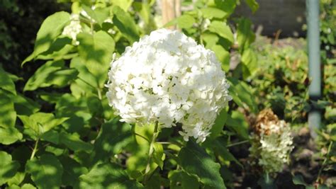 Hydrangea Arborescens Hortensia Annabelle Snoeien Verzorging