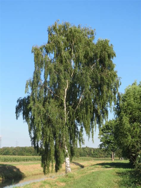 Unless you've got a time machine, that content is unavailable. Brzoza brodawkowata - Betula pendula - Densiflora.pl