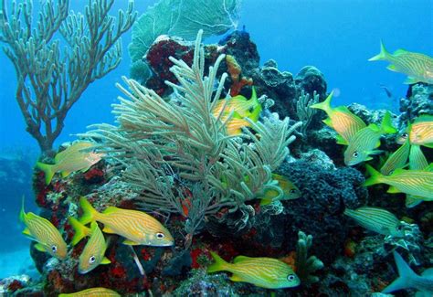 Cozumel Reefs National Marine Park Mexico Address And Map