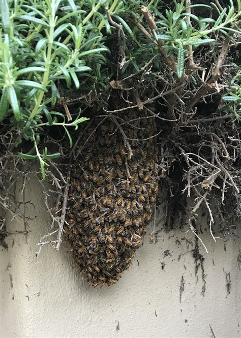 Swarm Of Bees I Captured Today Rpics