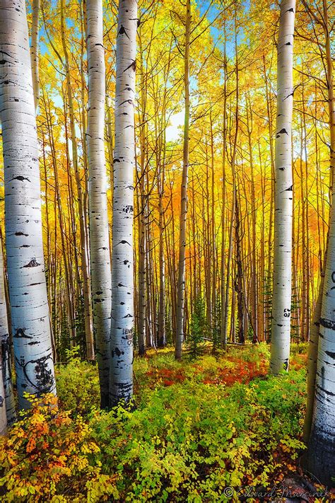 Trees Of Gold Aspen Trees Kebler Pass Colorado By Edward