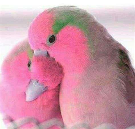 Pink Lovebirds Beautiful Birds Pet Birds Cute Animal Photos