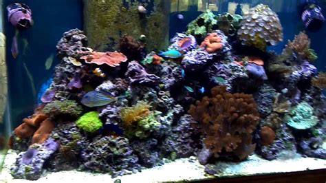 90 Gallon Reef Tank Youtube