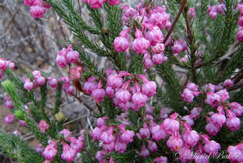 Erica Baccans Fynbos Trees To Plant Plants