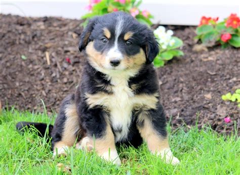 Tandy Bernese Mountain Dog Mix Puppy For Sale Keystone