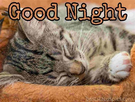 51 Beautiful Good Night Hd Images With Cat Kitty Kitten Best