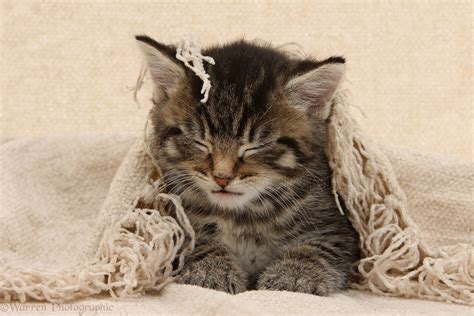 Sleepy Tabby Kitten 6 Weeks Old Under A Shawl Photo Wp43507