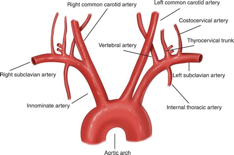 Subclavian Artery Branches Anatomy
