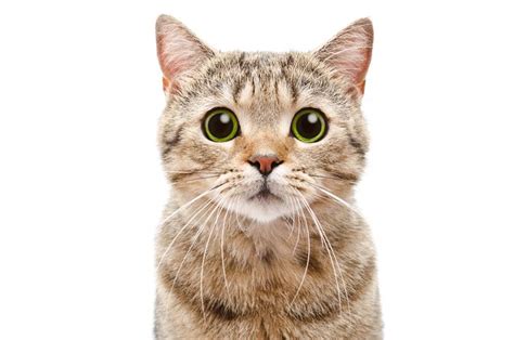 Causas De Que Un Gato Tenga Las Pupilas Dilatadas