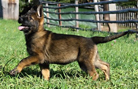 Sables From Puppy To Adult German Shepherd Dog Forums