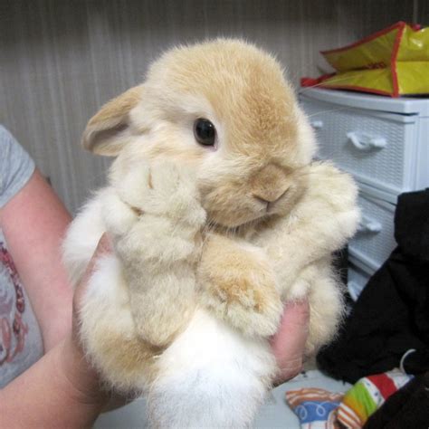 Big Cute Bunny Teh Cute Cute Puppies Cute Kittens And Other Adorable