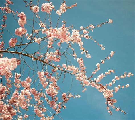 Gambar Bunga Sakura Untuk Wallpaper