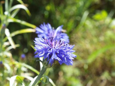Blue Cornflowers In The Summer Garden Stock Photo Image Of Bloom