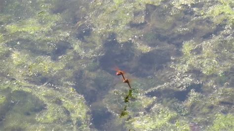 Pretty Red Dragonflies Getting Married Mating And Laying Eggs In Pond Cuddle While Flying