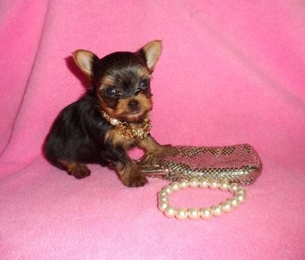 Puppies available for sale in michigan from top breeders and individuals. Cute little Yorkie puppies for sle for Sale in Ionia ...