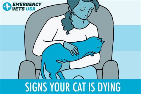 Signs Your Cat Is Dying And When To Finally Say Goodbye 2022