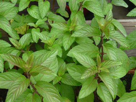 Mint Plant Varieties Reviewthoras Blog
