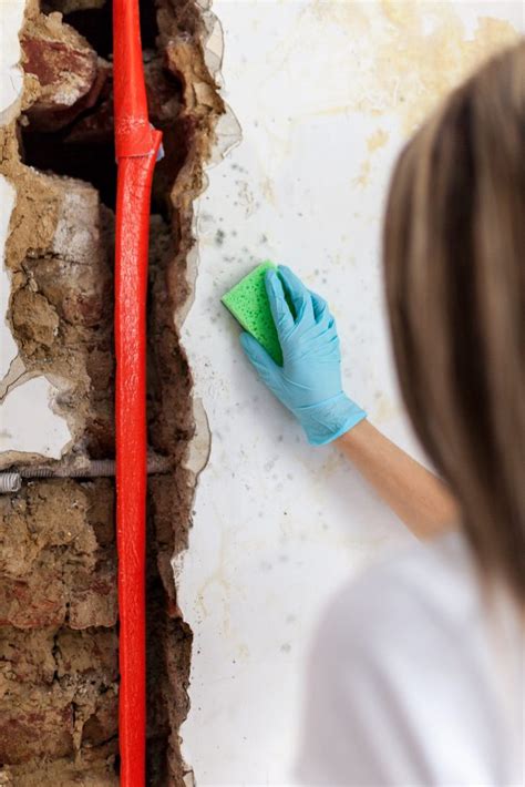 Mold caused by perils not covered in your dwelling/personal property policy will not be covered. Does Homeowners Insurance Cover Mold? - Honest Policy