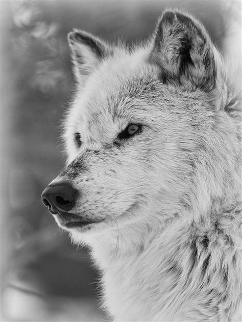 Wolf Images Animals Images Animals And Pets Wild Animals Wolf
