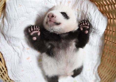 Un Bear Ably Cute Giant Panda Cubs Make Their Debut At